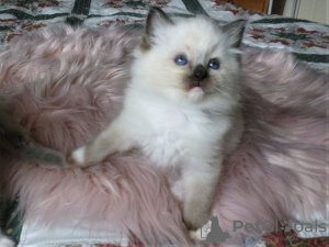 Photo №2 to announcement № 121897 for the sale of ragdoll - buy in Spain private announcement, breeder