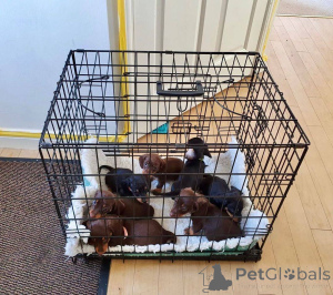 Photo №1. dachshund - for sale in the city of Brighton and Hove | 413$ | Announcement № 178078