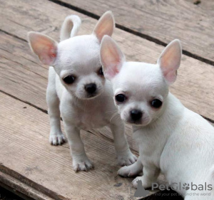 Photo №1. chihuahua - for sale in the city of Geneva | negotiated | Announcement № 19447