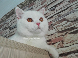 Photo №1. british shorthair - for sale in the city of Chelyabinsk | 288$ | Announcement № 4177