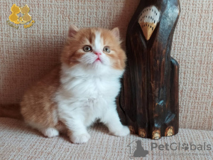 Photo №2 to announcement № 8527 for the sale of british longhair - buy in Russian Federation from nursery