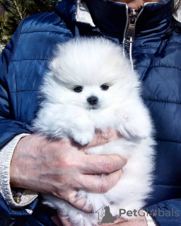 Photo №1. pomeranian - for sale in the city of Cologne | 350$ | Announcement № 124827