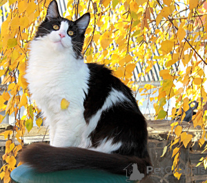 Photo №2 to announcement № 13975 for the sale of maine coon - buy in Ukraine from nursery, breeder