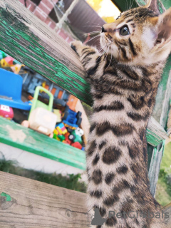 Additional photos: Bengal, bengal cat, kittens