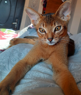 Photo №1. abyssinian cat - for sale in the city of Irkutsk | 971$ | Announcement № 4938