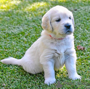 Photo №1. golden retriever - for sale in the city of Xanten | 423$ | Announcement № 99502