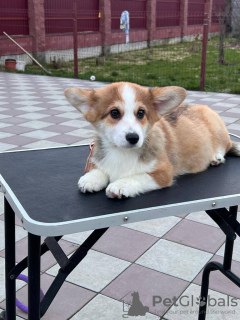 Additional photos: pembroke welsh corgi puppy