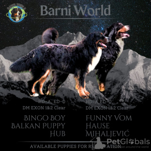 Photo №1. bernese mountain dog - for sale in the city of Belgrade | negotiated | Announcement № 115212