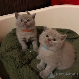 Photo №2 to announcement № 96472 for the sale of british shorthair - buy in United Kingdom breeder