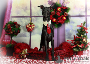 Photo №1. italian greyhound - for sale in the city of Volgograd | 690$ | Announcement № 31932