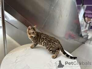 Photo №3. Bengal cat mating in Belarus. Announcement № 174203