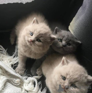 Photo №1. british shorthair - for sale in the city of BeauFort | negotiated | Announcement № 168481