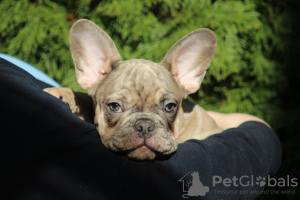 Photo №1. french bulldog - for sale in the city of Belgrade | negotiated | Announcement № 38113