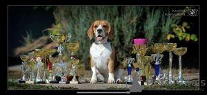 Photo №1. beagle - for sale in the city of Penza | negotiated | Announcement № 13293