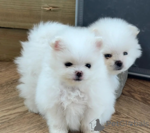 Photo №1. pomeranian - for sale in the city of Barendrecht | 630$ | Announcement № 155258