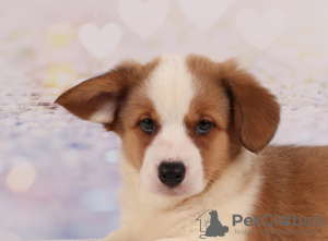 Photo №1. welsh corgi - for sale in the city of Dnipro | 887$ | Announcement № 13112