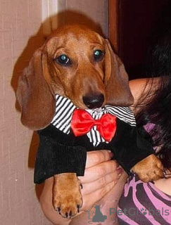 Photo №1. dachshund - for sale in the city of Minsk | 528$ | Announcement № 39721