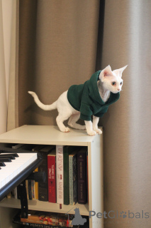 Photo №4. I will sell devon rex in the city of Warsaw. breeder - price - 1035$