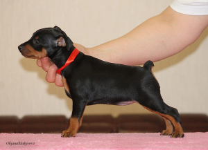 Additional photos: I offer to book and sell very promising puppies of the TSVERGINCHER