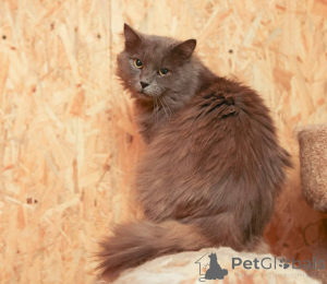 Photo №2 to announcement № 165036 for the sale of  - buy in Russian Federation from the shelter