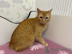 Additional photos: A wonderful young cat Fox is looking for a home and a loving family!