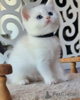 Photo №3. Meet my adorable kittens! They're playful, curious, and full of love. Get ready. United States