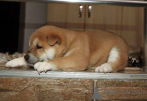 Photo №2 to announcement № 165380 for the sale of shiba inu - buy in Serbia 