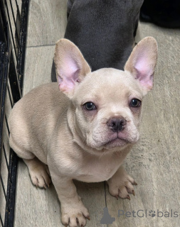 Photo №1. french bulldog - for sale in the city of Tirana | 413$ | Announcement № 171618