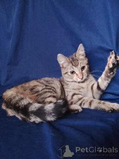 Photo №3. Mashenka is looking for a home!. Russian Federation