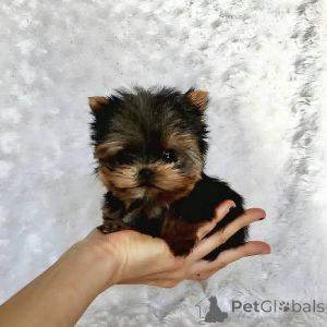 Photo №1. yorkshire terrier - for sale in the city of GlendALYUGH | negotiated | Announcement № 157332