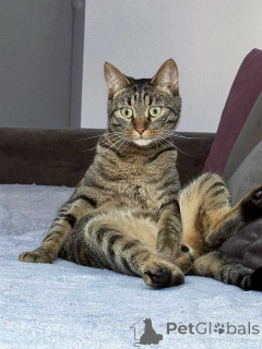 Photo №1.  - for sale in the city of Moskova | Is free | Announcement № 163836