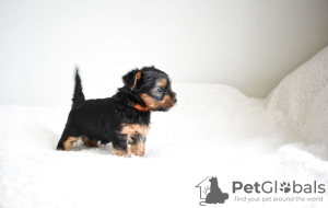 Photo №2 to announcement № 110991 for the sale of yorkshire terrier - buy in Germany private announcement, breeder