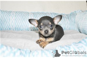 Photo №1. non-pedigree dogs - for sale in the city of Bamberg | Is free | Announcement № 116449