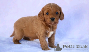 Photo №3. cavapoo Welpen zur Adoption verfügbar. Germany