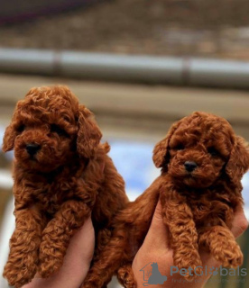 Photo №1. poodle (toy), poodle (dwarf) - for sale in the city of Werbass | negotiated | Announcement № 106401