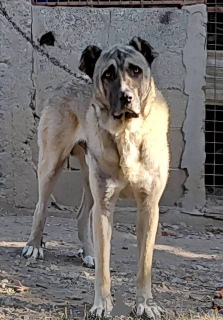 Photo №1. anatolian shepherd - for sale in the city of Kragujevac | negotiated | Announcement № 154594