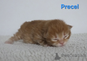 Photo №4. I will sell kurilen bobtail in the city of Trąbki Małe. private announcement - price - negotiated