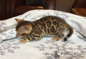 Photo №1. bengal cat - for sale in the city of Berlin | 300$ | Announcement № 84008
