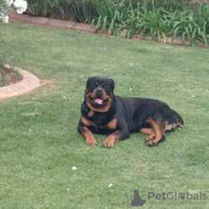 Photo №4. I will sell rottweiler in the city of Villingen-Schwenningen. breeder - price - Is free