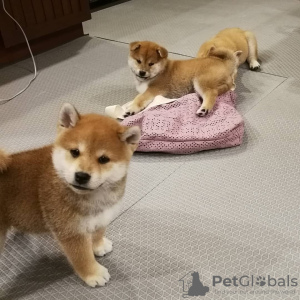 Photo №2 to announcement № 11267 for the sale of shiba inu - buy in Kuwait 