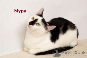 Photo №4. I will sell  in the city of Minsk. private announcement - price - Is free