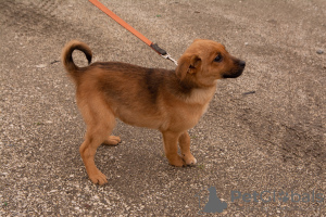 Photo №4. I will sell non-pedigree dogs in the city of Sochi. private announcement - price - Is free