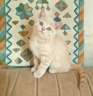 Photo №1. british shorthair - for sale in the city of Minsk | 236$ | Announcement № 6021