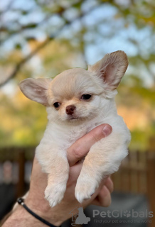 Additional photos: Longhair Chihuahua