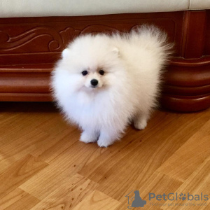 Additional photos: pomeranian