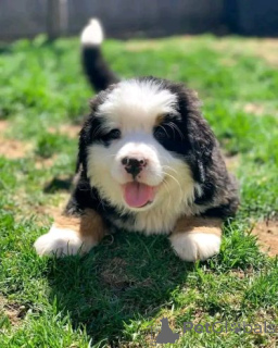 Photo №2 to announcement № 175099 for the sale of bernese mountain dog - buy in Germany private announcement