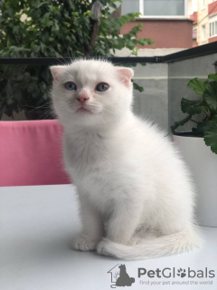 Photo №4. I will sell scottish fold in the city of Стамбул. private announcement - price - negotiated