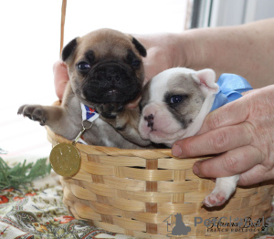 Photo №2 to announcement № 9389 for the sale of french bulldog - buy in Russian Federation breeder