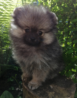 Photo №2 to announcement № 6877 for the sale of german spitz - buy in Russian Federation breeder