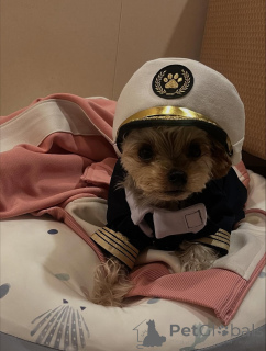 Photo №4. I will sell yorkshire terrier in the city of Meljine. private announcement, from the shelter - price - 568$